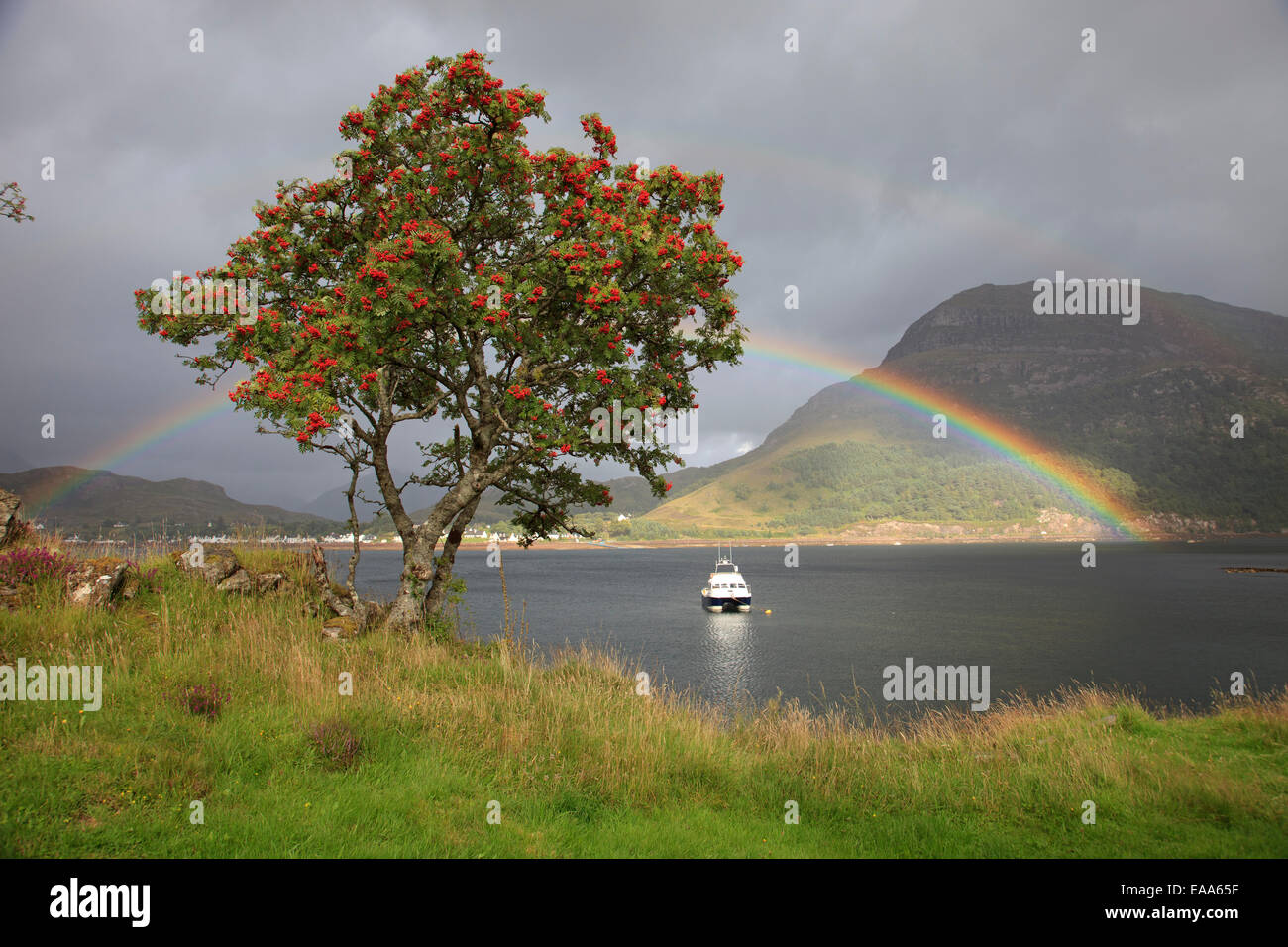 Regenbogen über Shieldaig Dorf über Loch Shieldaig, Torridon, North West Highlands von Schottland und eine Eberesche Stockfoto