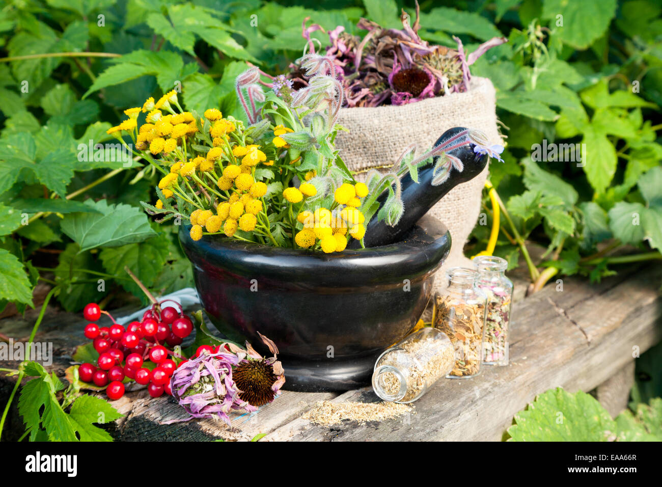 heilende Kräuter im Mörser, Kräutermedizin Stockfoto