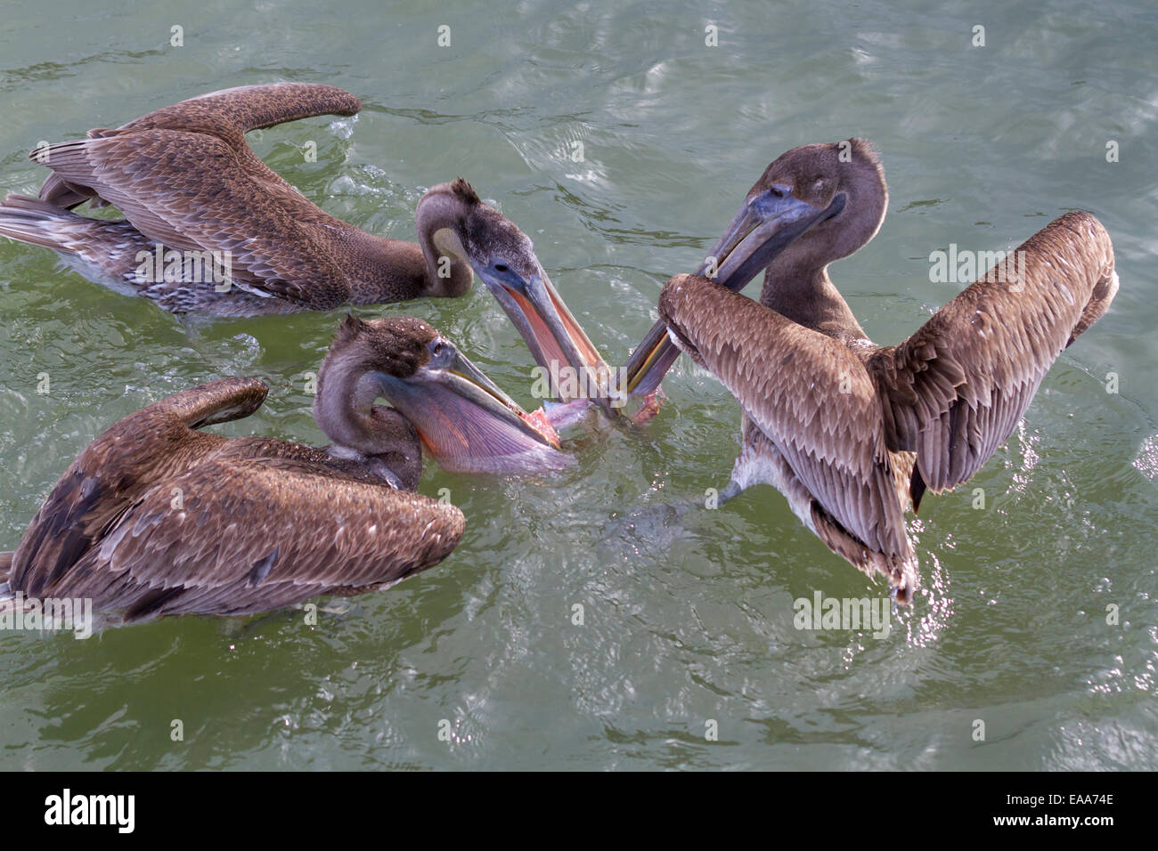 Junge braune Pelikane (Pelecanus Occidentalis) für Fisch kämpfen. Galveston, Texas, USA. Stockfoto