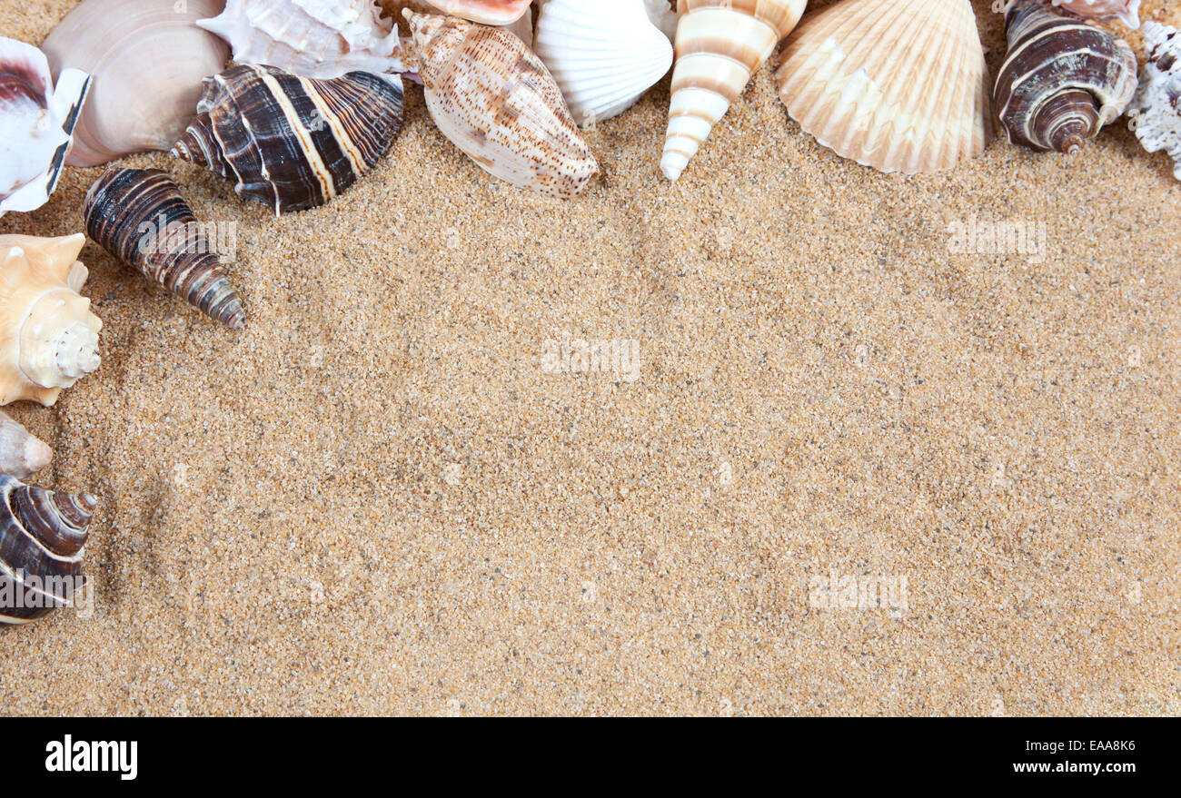 Schöne Muscheln auf dem sandigen Strand genommen, Closeup, Shell Rand oder  Rahmen Stockfotografie - Alamy