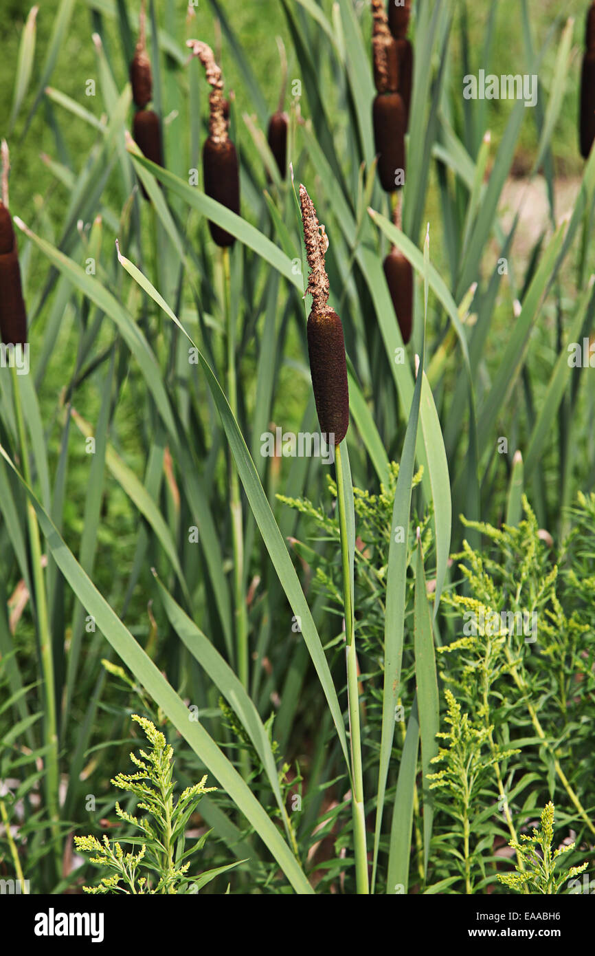 Sommer-Leben Stockfoto