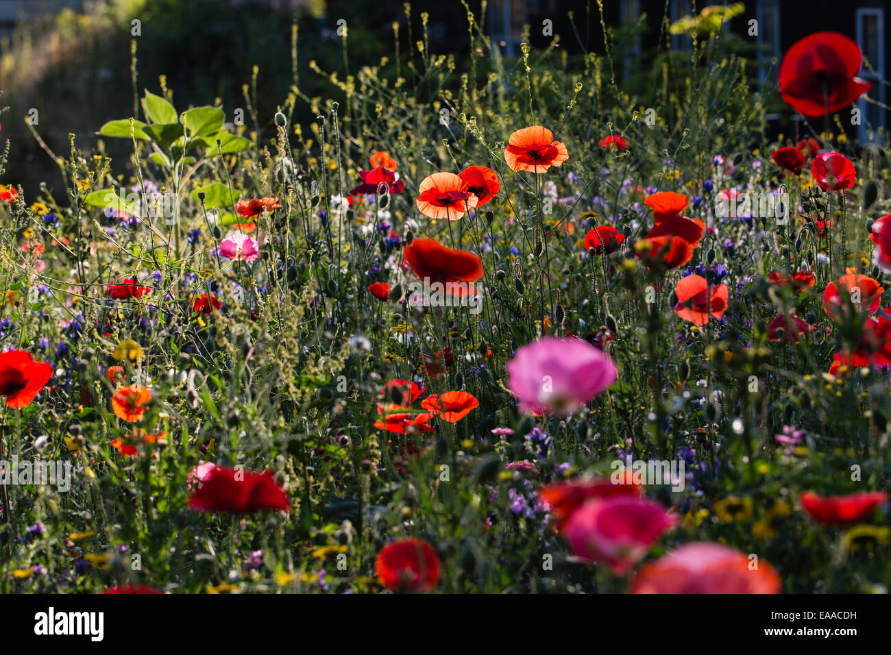 Mohn in eine Wildblumenwiese Stockfoto