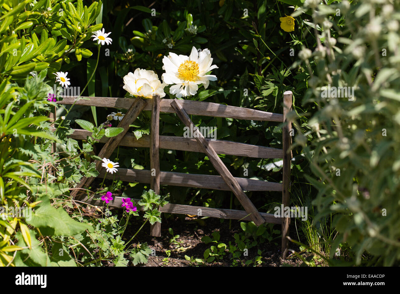 Weißer Mohn mit Blick auf eine Sucherschacht Hürde Stockfoto