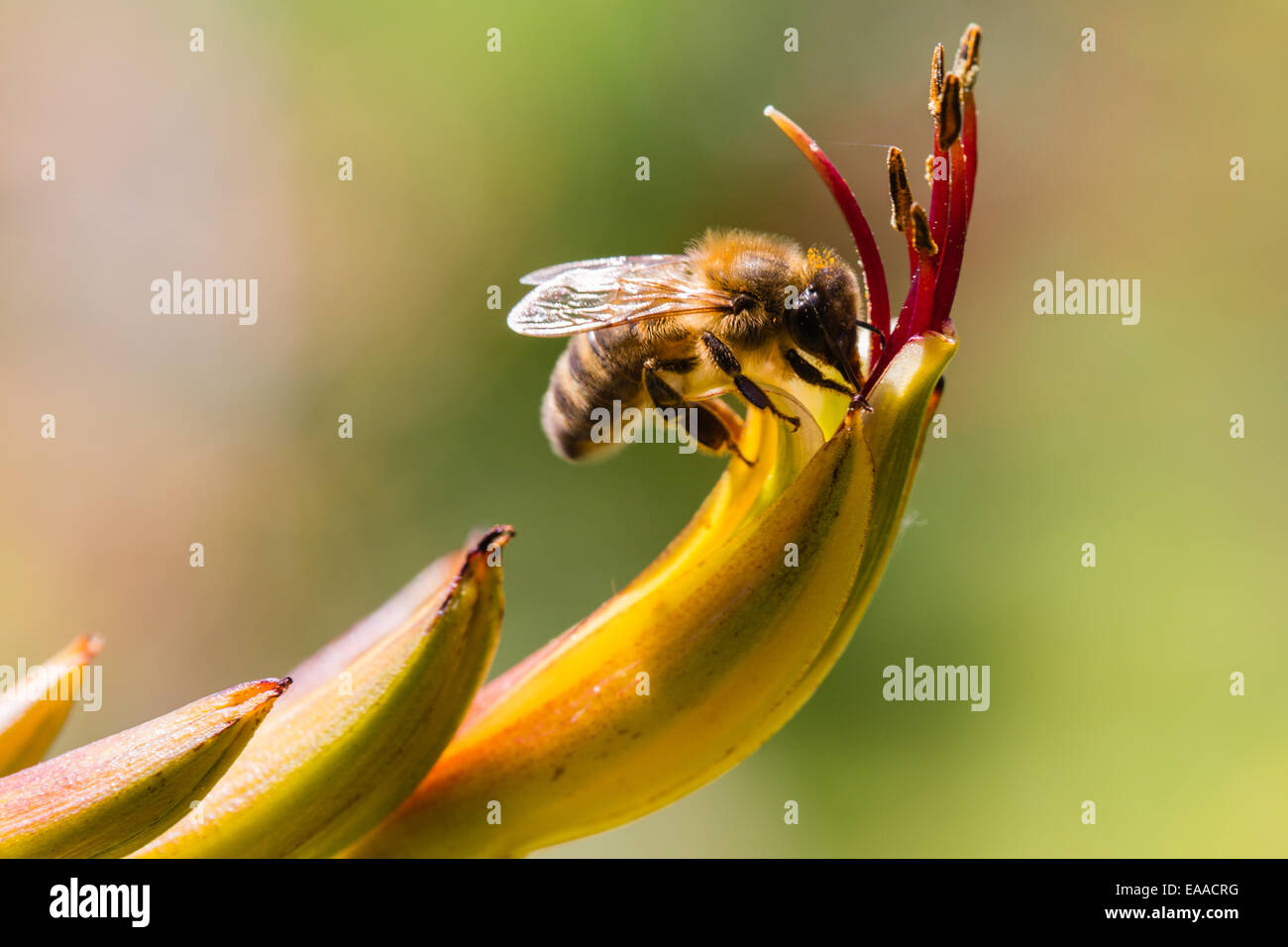 Biene Nektar aus einer Flachsblume saugen Stockfoto