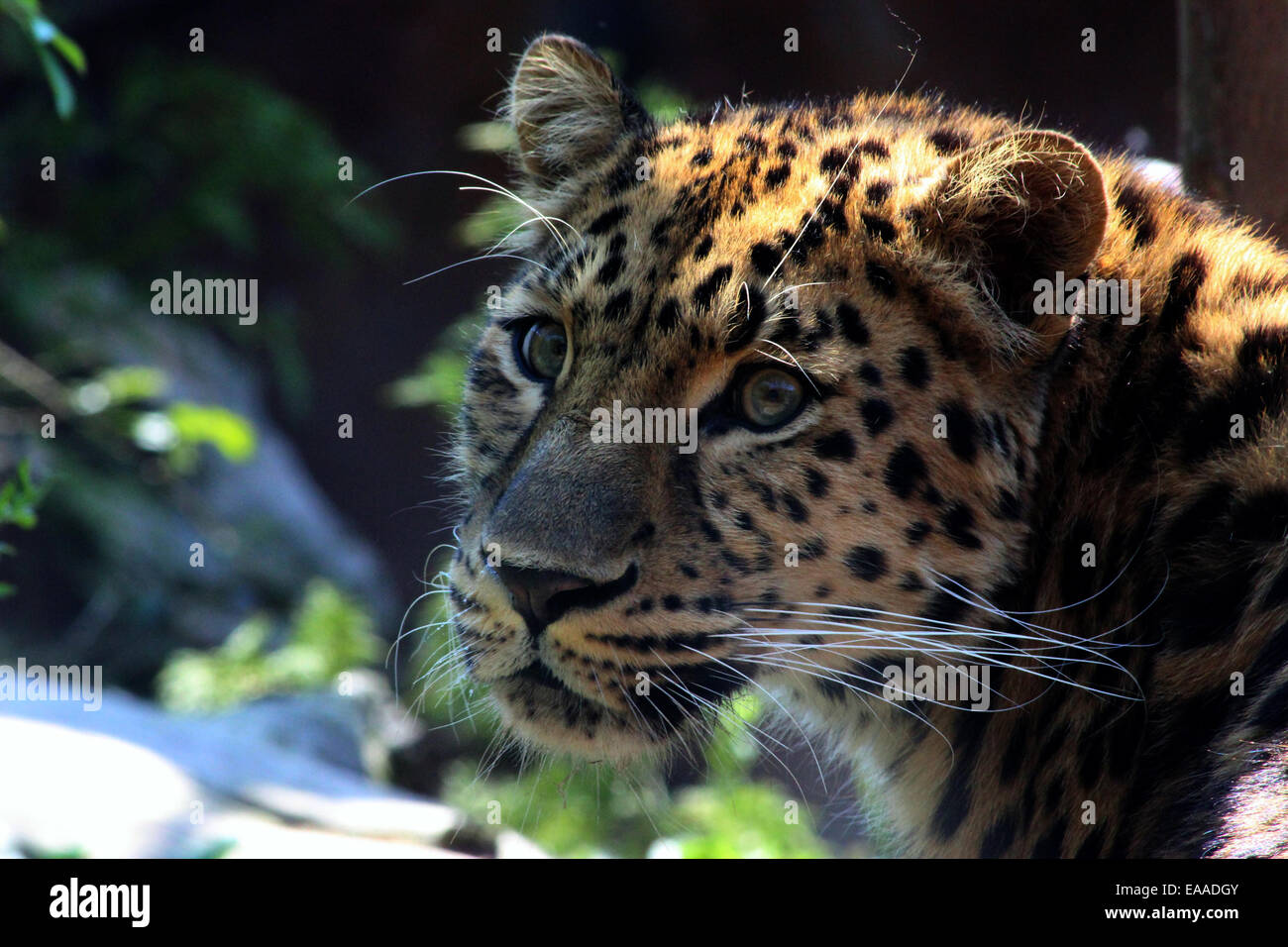 Amur-Leopard Stockfoto