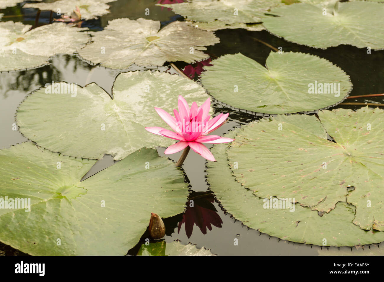 Blumen am Chua Huong Pagode, Vietnam Stockfoto