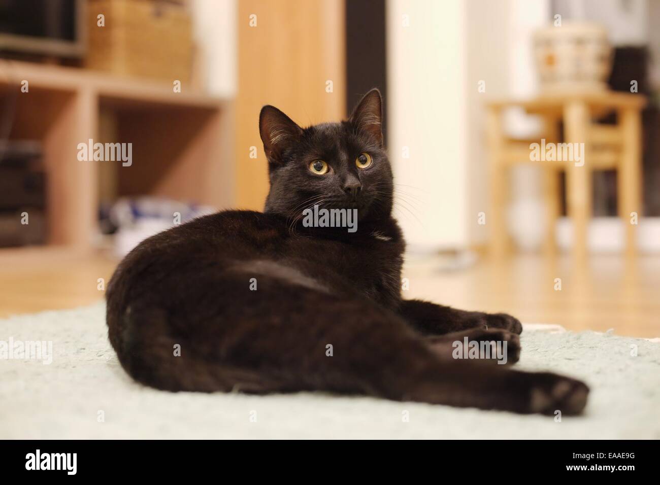 Schläfrige Katze Stockfoto