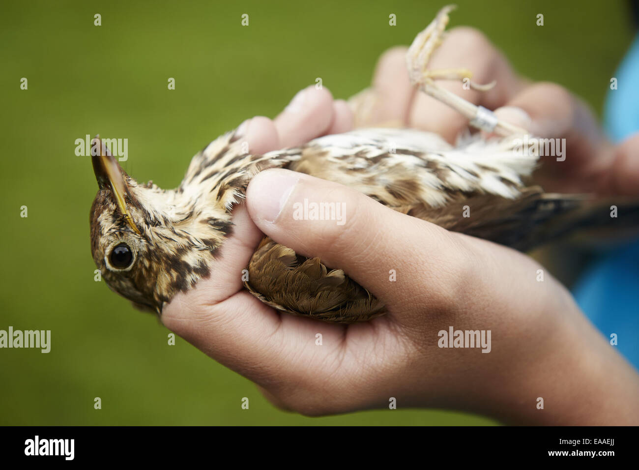 Ein Mädchen, einen wilden Vogel vorsichtig in ihren Händen hält. Stockfoto