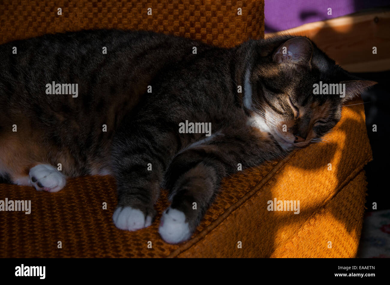 Katze [ruhige Szene] Sonnenlicht Stuhl schlafen Stockfoto