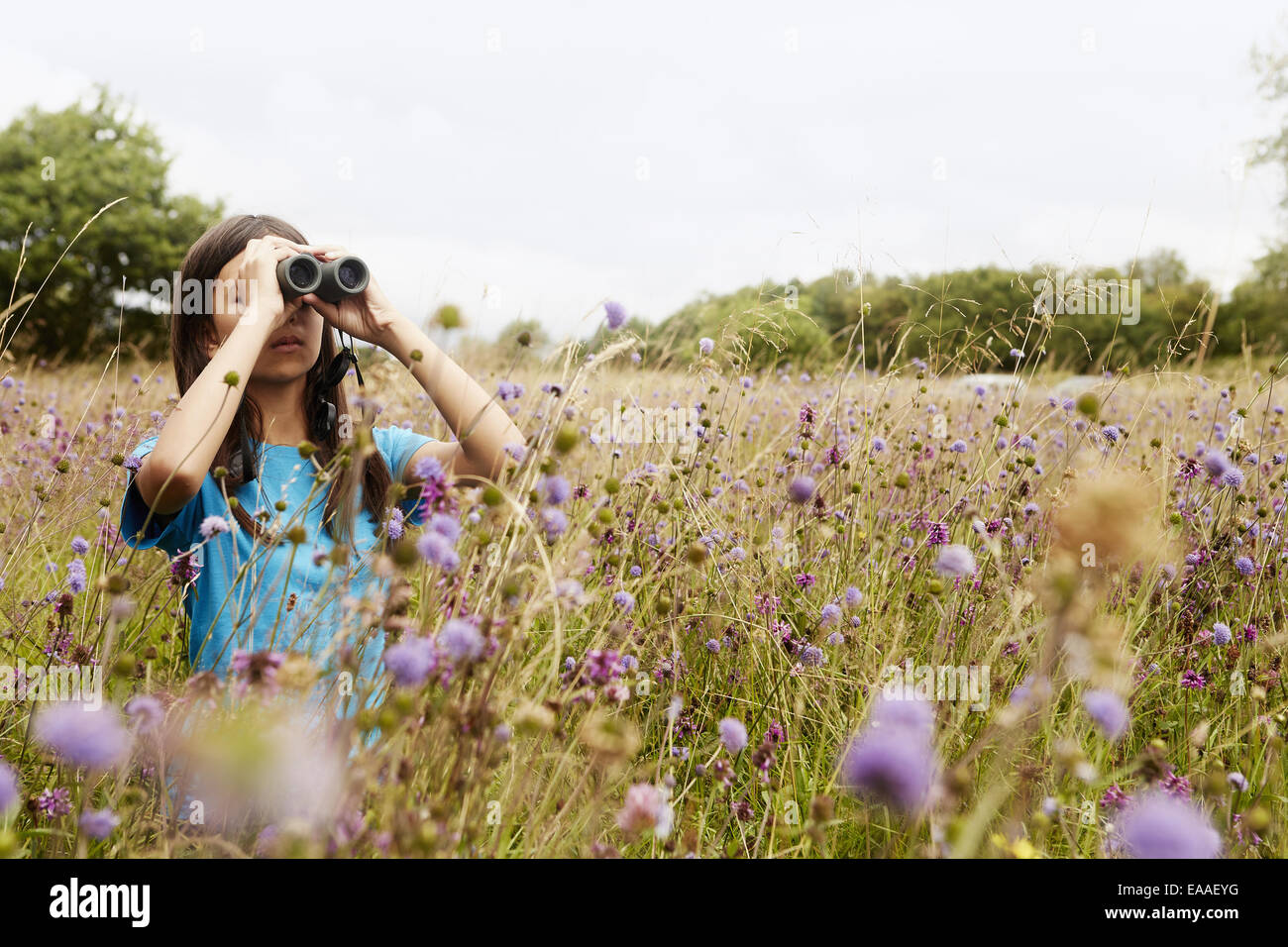 Ein Mädchen mit Fernglas, ein junger Vogelbeobachter stehen auf einer Wiese hohe Gräser und Wildblumen. Stockfoto