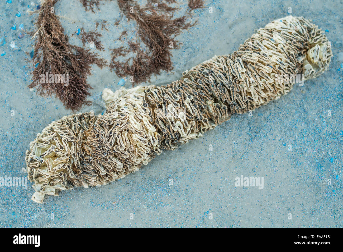 Nahaufnahme der ungewöhnliche und seltsame Meer Kreatur/Vegetation. Stockfoto
