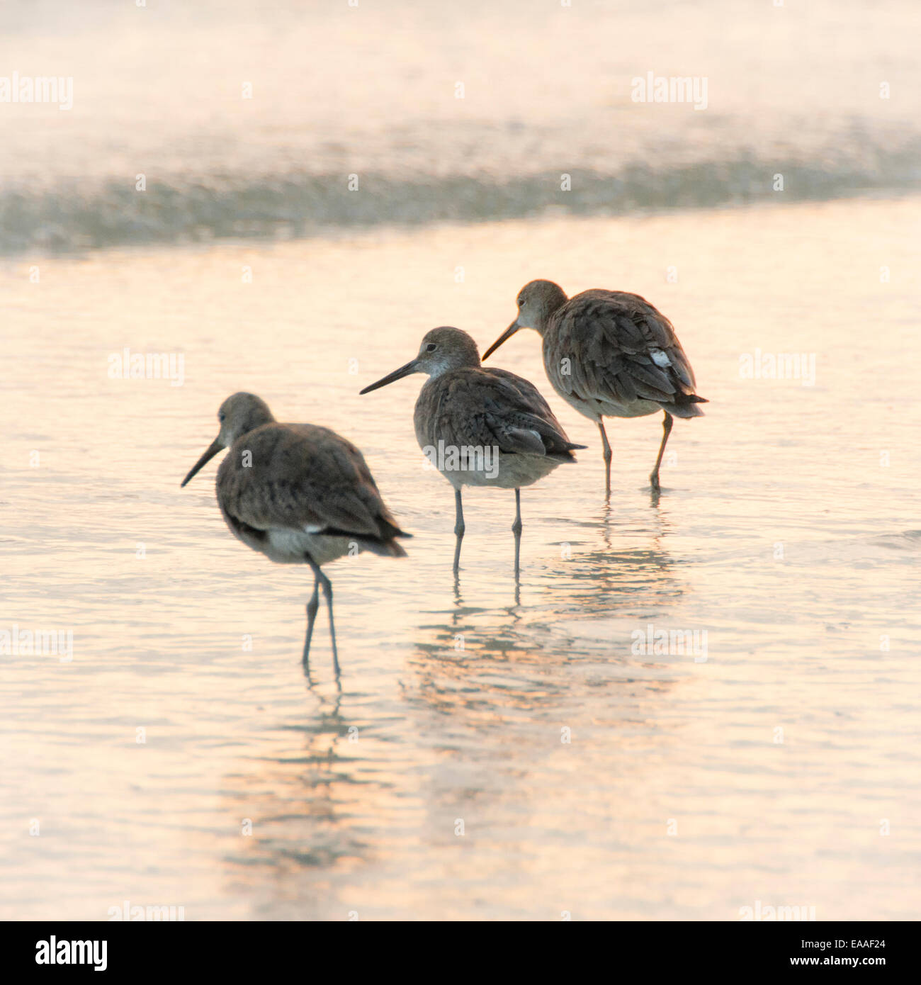 Sonnenuntergang [warmes Licht] Seascape beach Florida Vogel Stockfoto