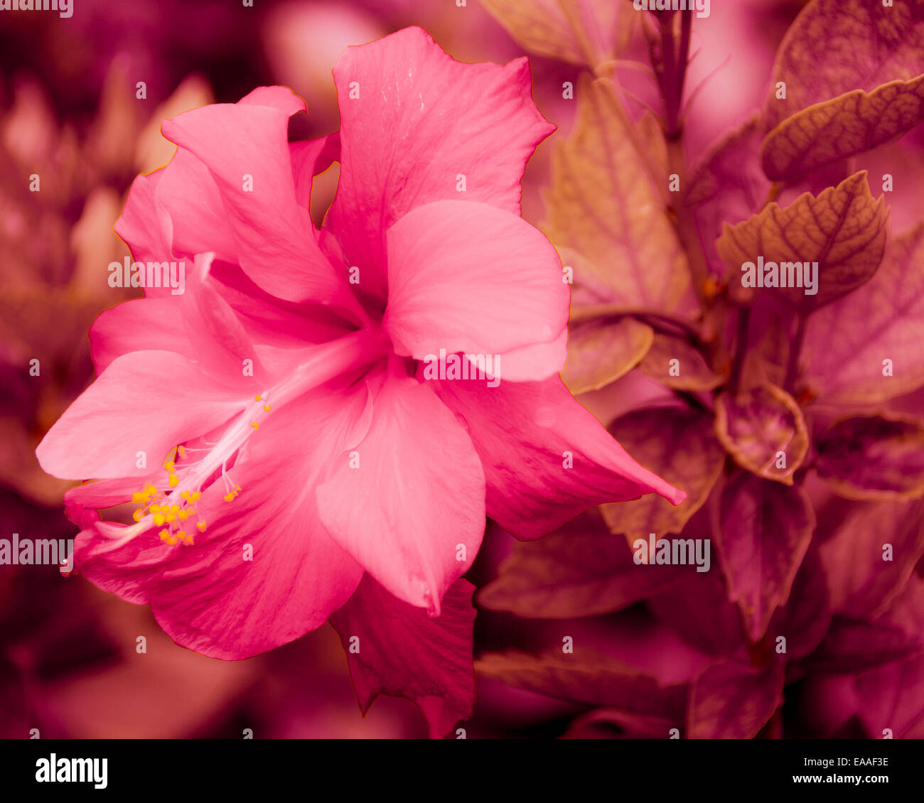 Natur Blume rosa Abstraktion Blütenblatt exotische [Nahaufnahme] Stockfoto