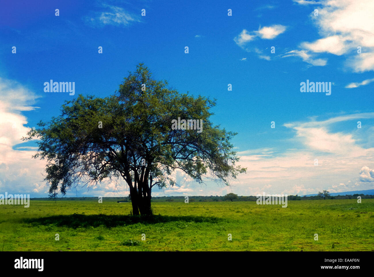 Baum auf tropischer Savanne bei Bekol, Baluran Nationalpark, Indonesien. Stockfoto