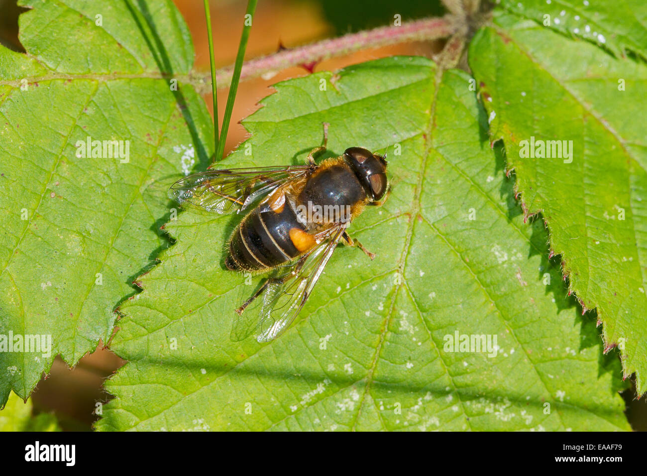 Hoverfly (Eristalis Pertinax) Stockfoto