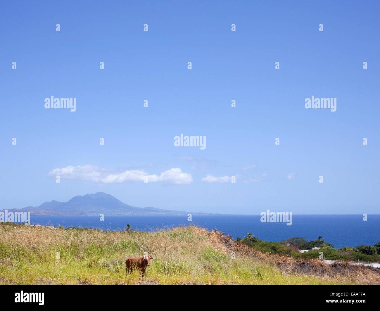 Kuh im Feld durch den Ozean Stockfoto