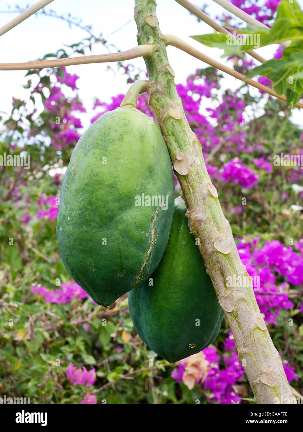 Detail der Mangos auf Baum im tropischen Garten Stockfoto