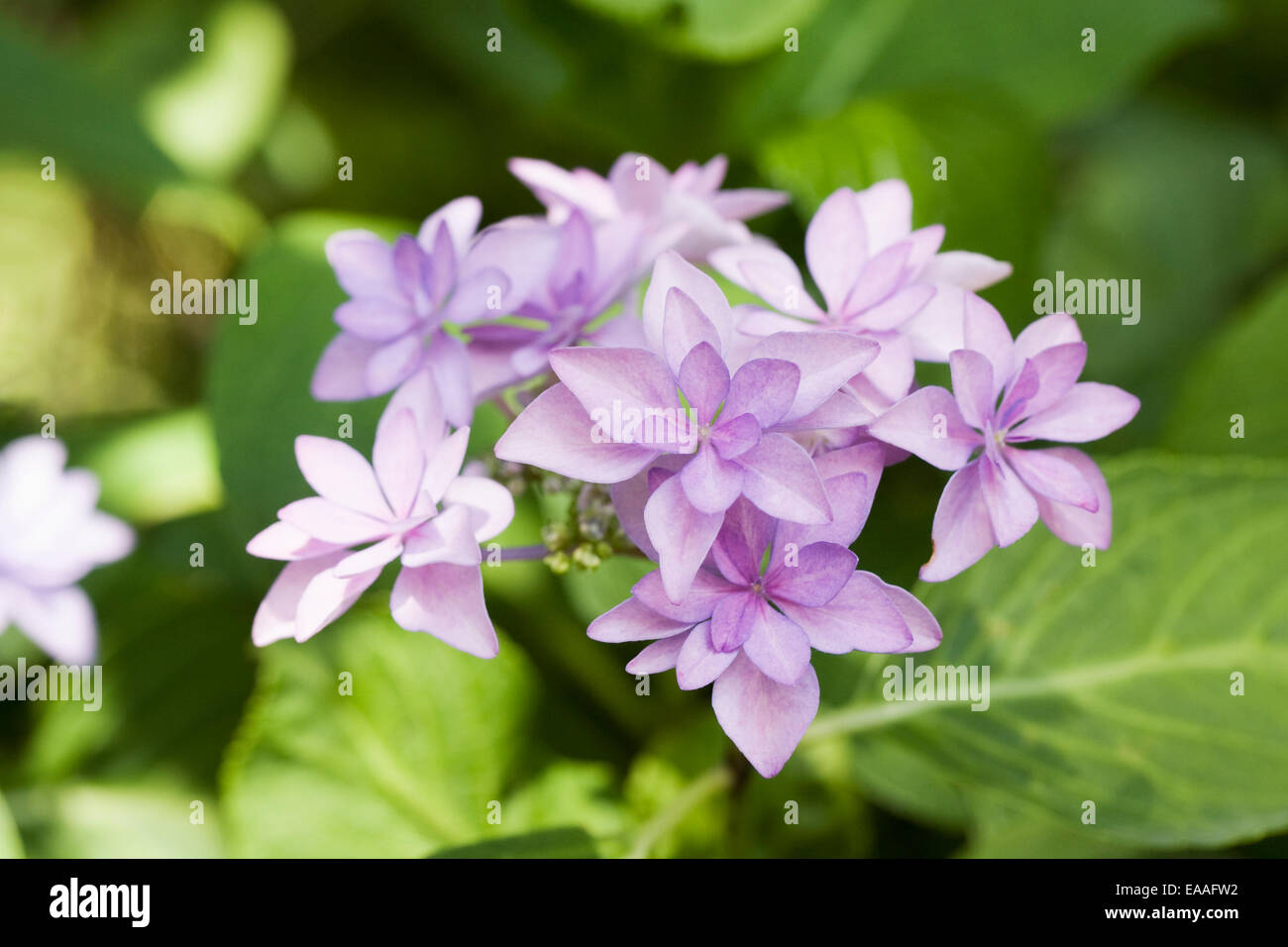 Hydrangea Macrophylla 'Ewigkeit Blue' Stockfoto