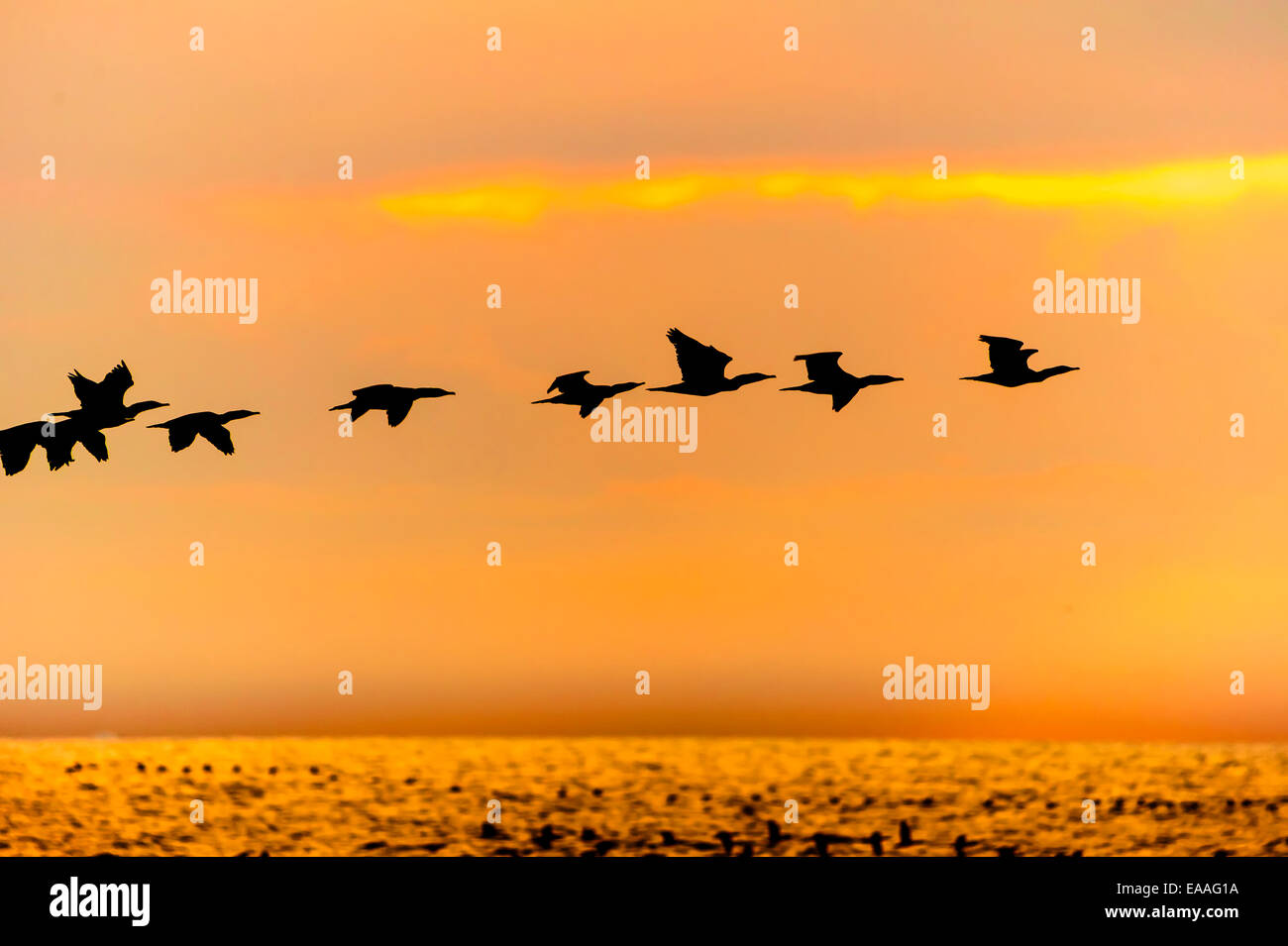 Silhouette Vogel im Flug bei Sonnenaufgang. Stockfoto