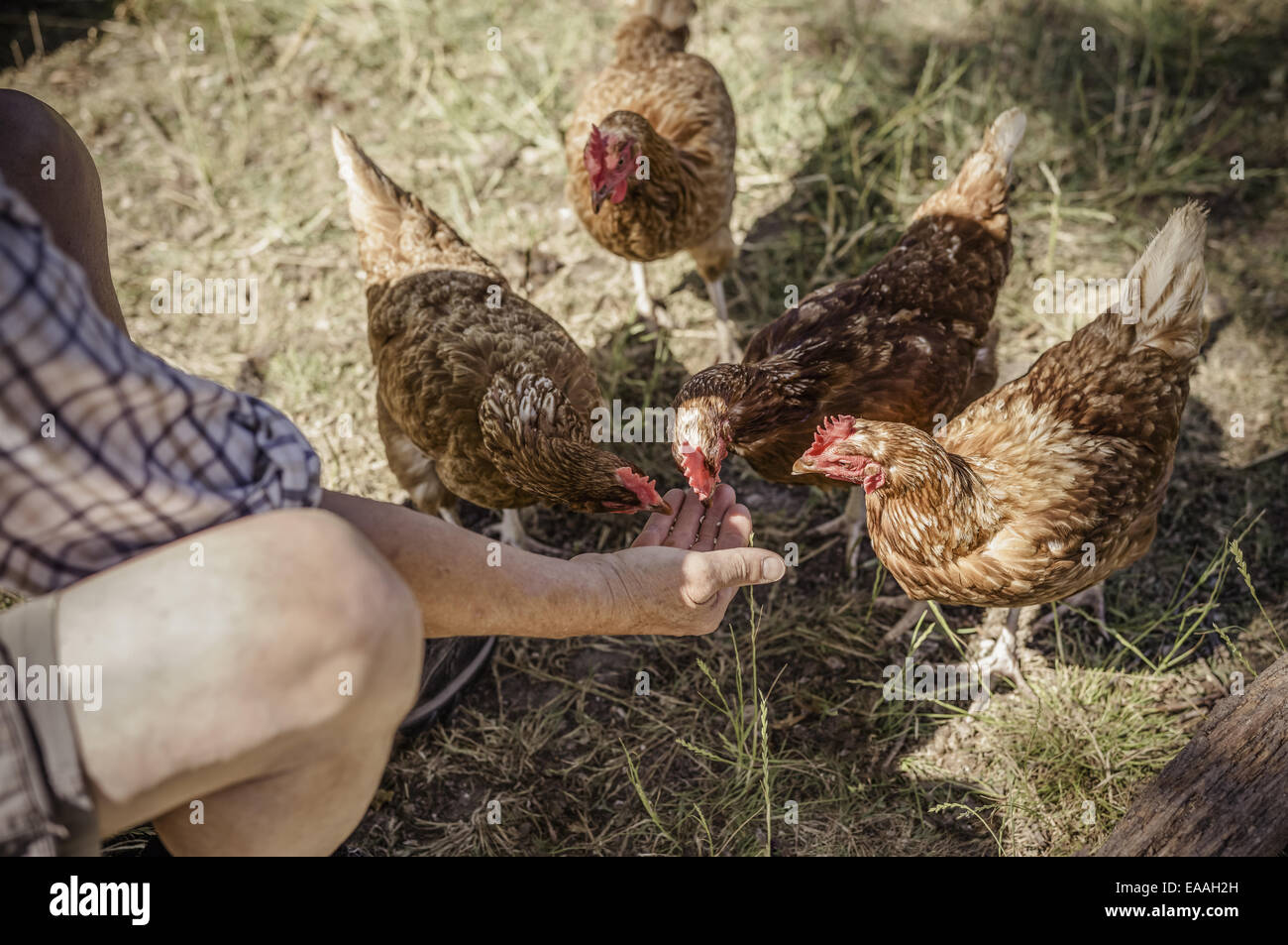 Mann, vier Hühner füttern. Stockfoto