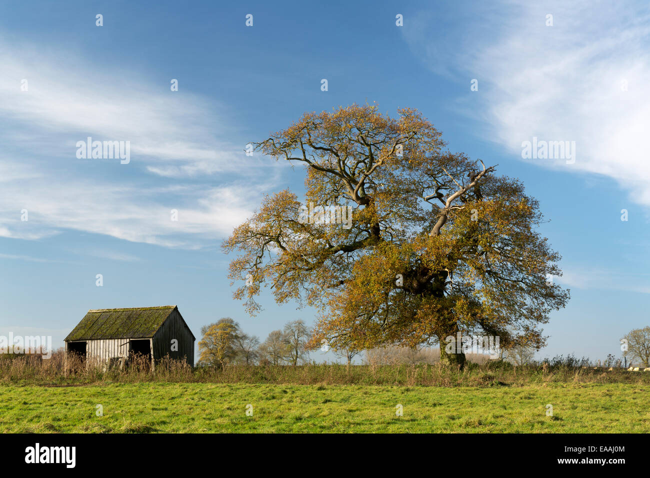 Eine Eiche und alten Bauernhof in der Nähe von Kirkbymoorside in North Yorkshire. Stockfoto