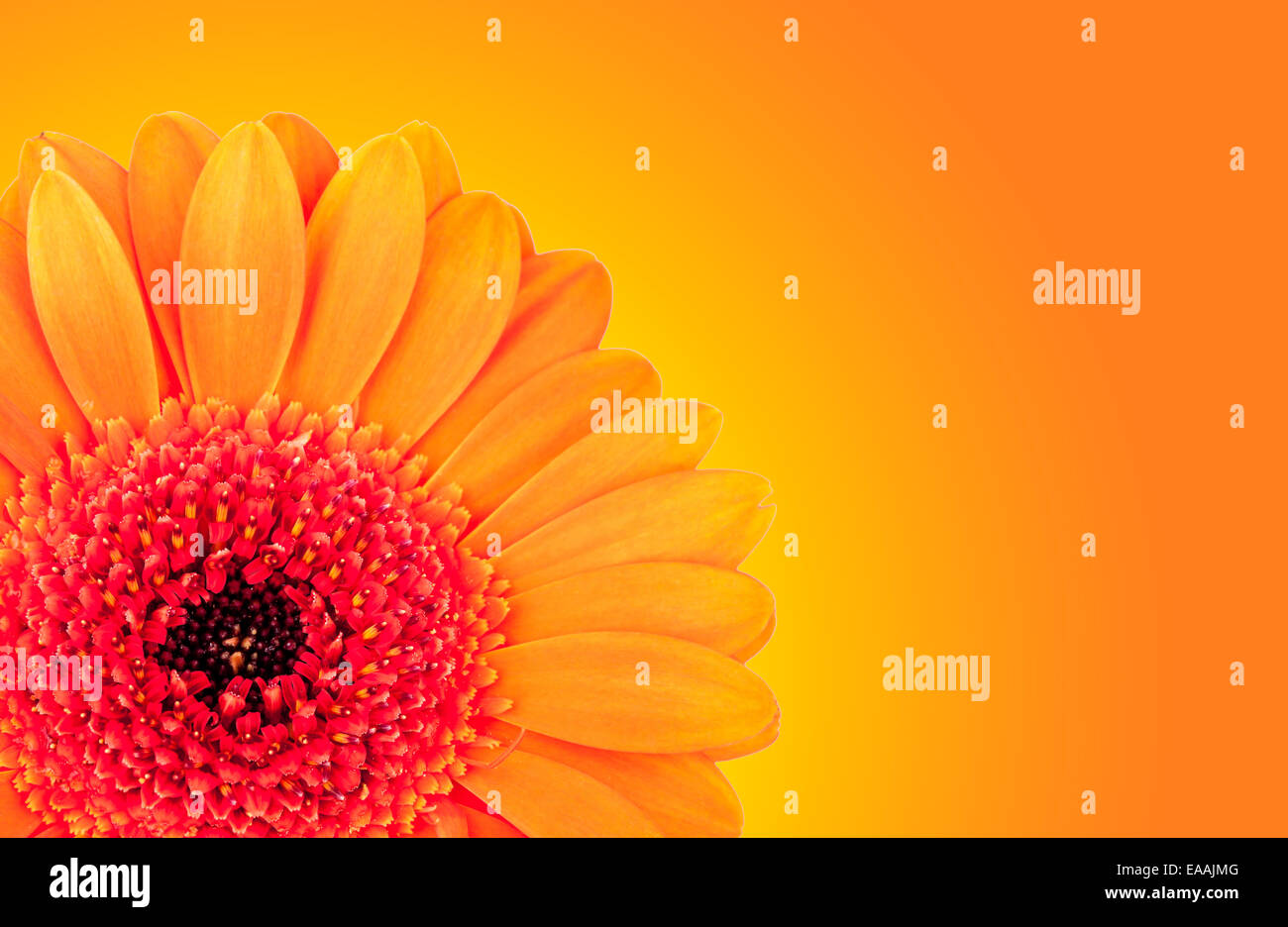 Makroaufnahme von Gerber Blüte Detail mit glänzenden Unschärfe Hintergrund, geringe Tiefenschärfe Stockfoto