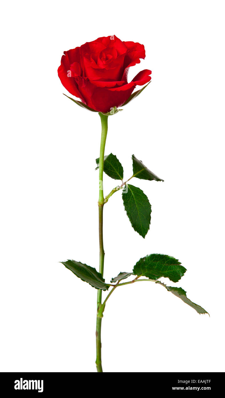 Studio Foto von rote rose isoliert auf weißem Hintergrund Stockfoto