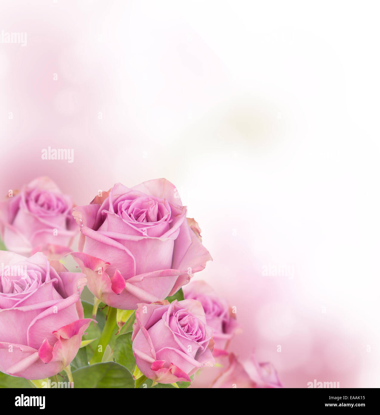 Rosa Rosen mit freiem Speicherplatz für text Stockfoto