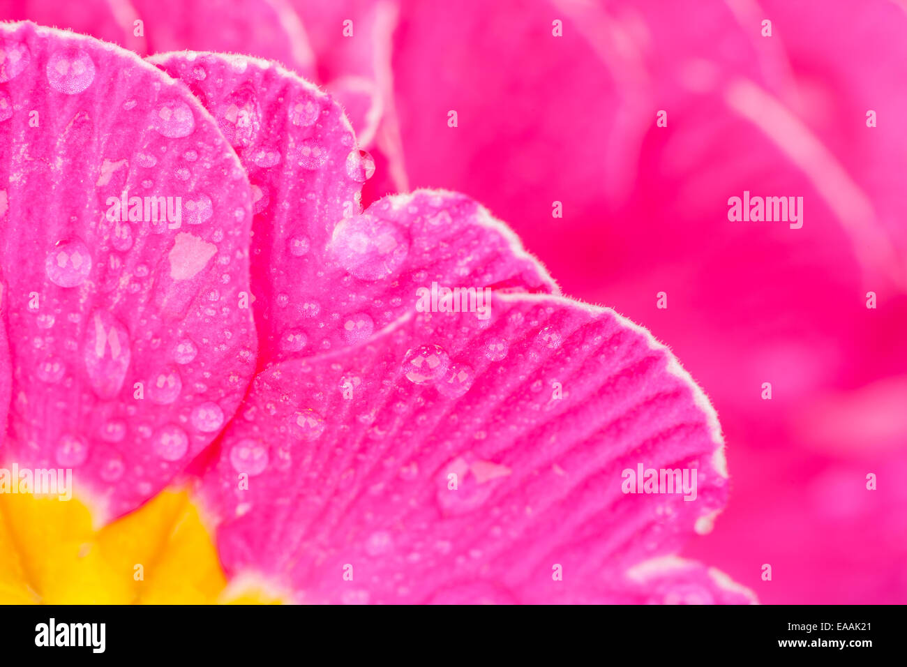 Super-Makro Schuss von Primula Blüten, geringe Tiefenschärfe Stockfoto