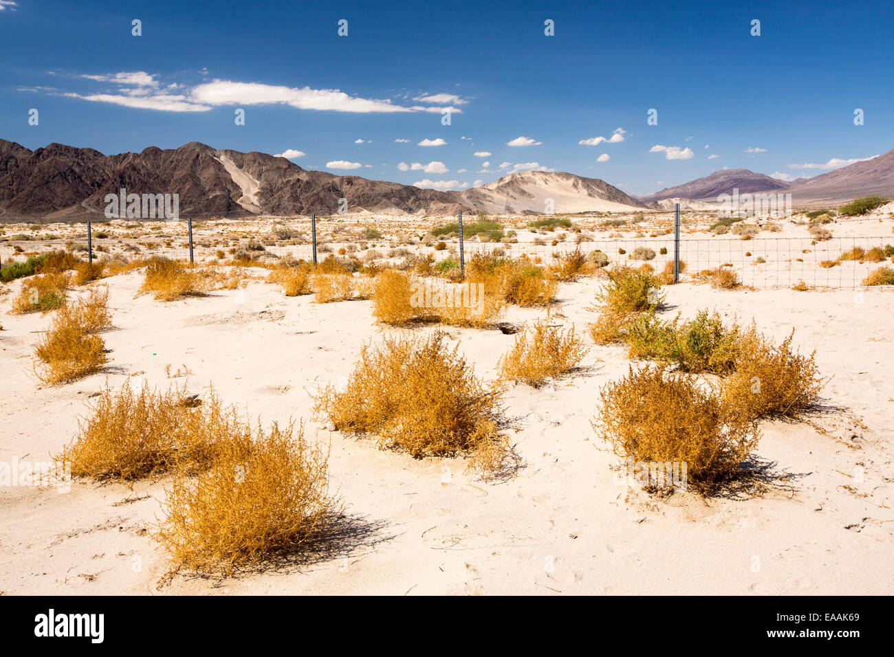 Tumbleweed wächst in der Mojave-Wüste in Kalifornien, USA. Stockfoto