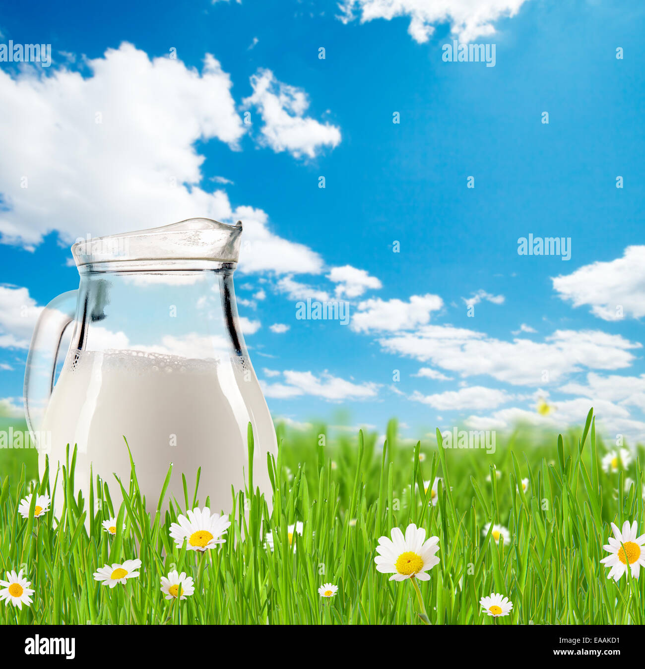 Milchkännchen voller Milch Gras mit blühenden Kamillen. Blauer Himmel mit Wolken im Hintergrund Stockfoto