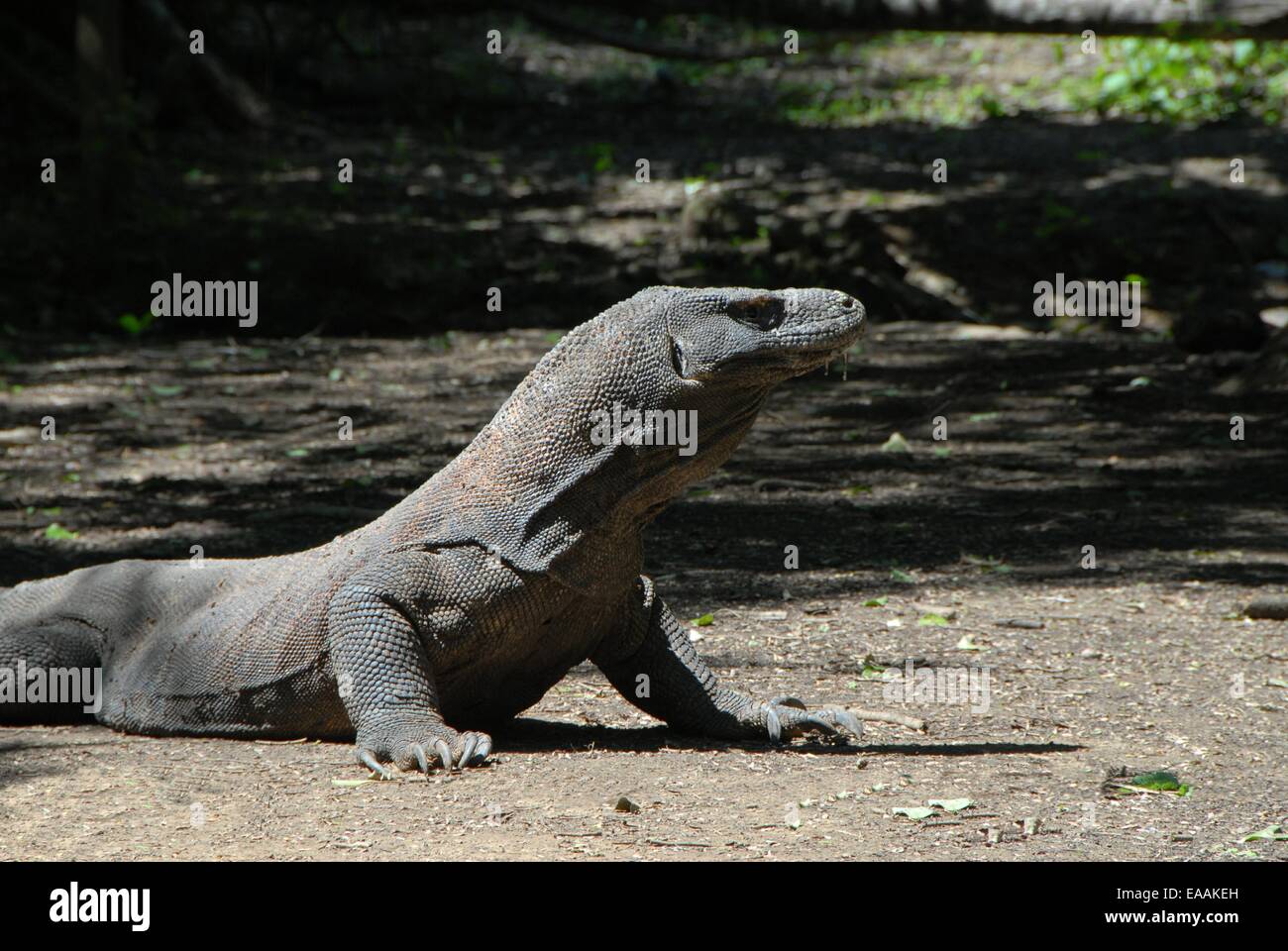 Komodo Dragon in den natürlichen Lebensraum Stockfoto