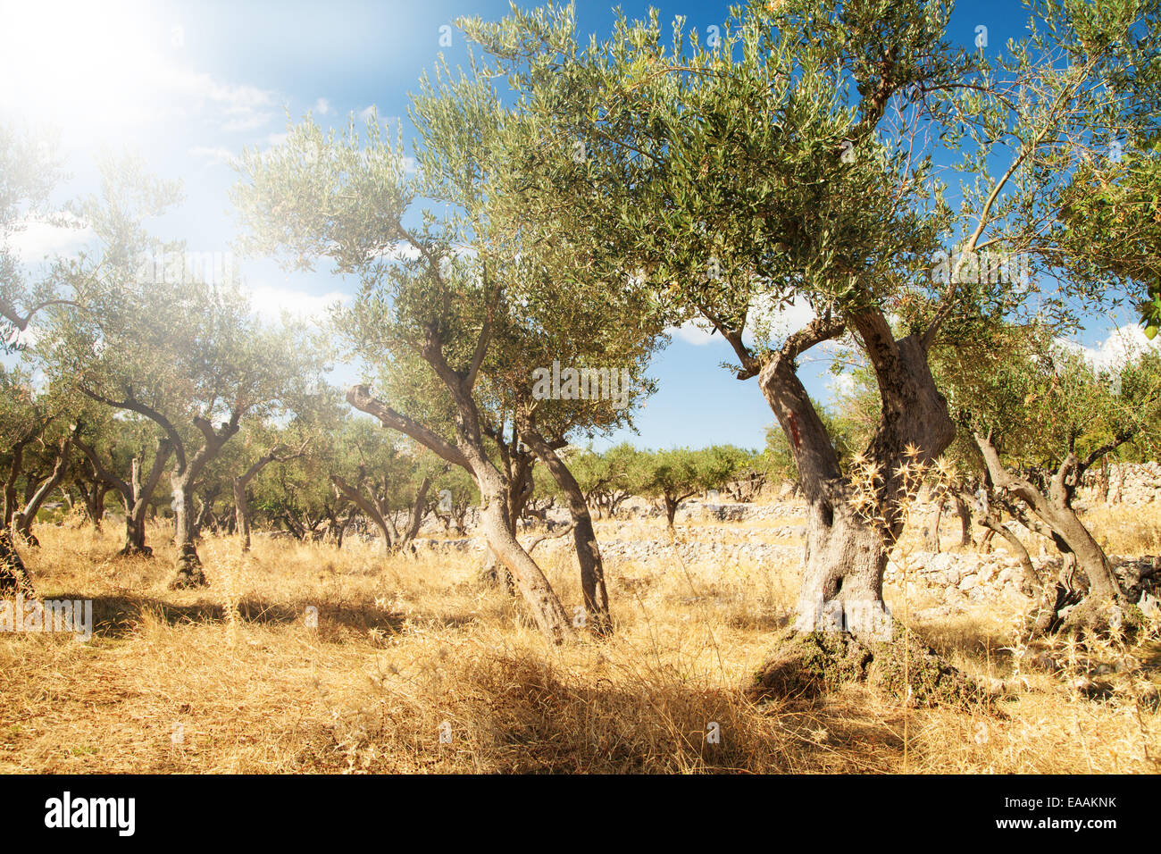 Mediterrane Oliven Bereich mit alten Olivenbäumen Stockfoto