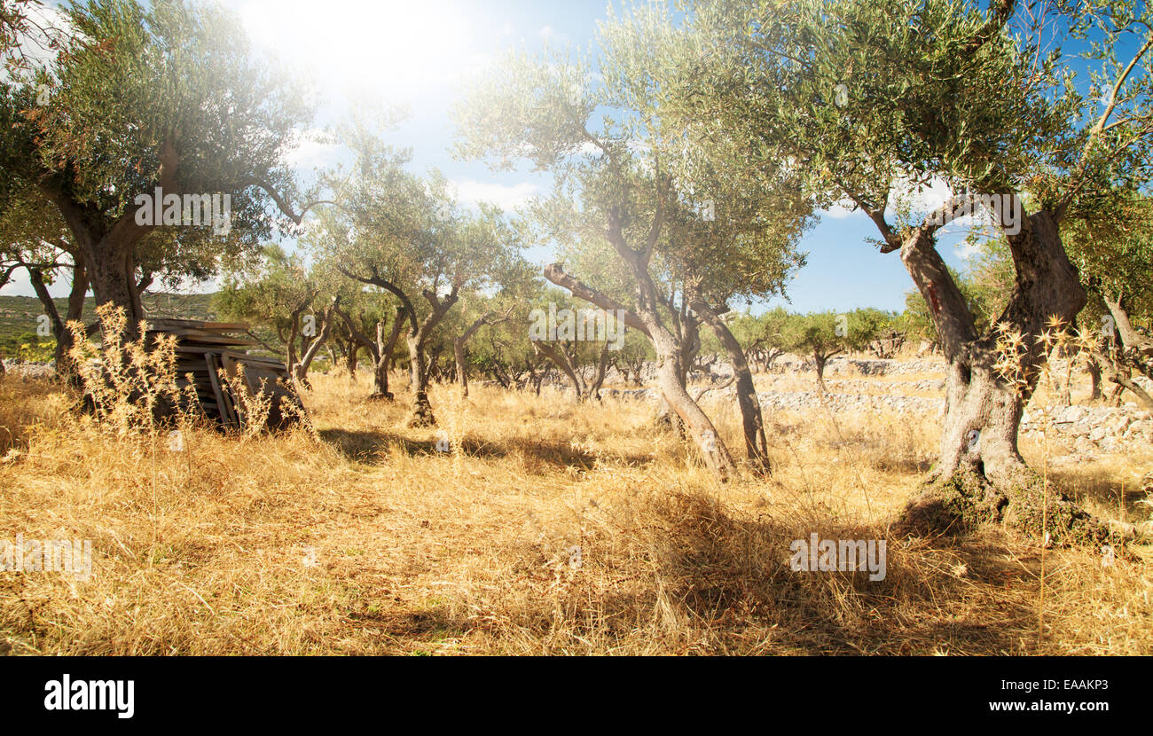 Mediterrane Oliven Bereich mit alten Olivenbäumen Stockfoto