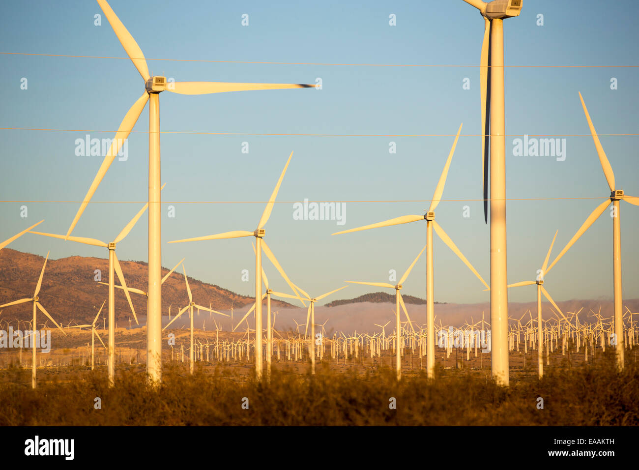 Bestandteil der Tehachapi Pass Wind farm, das erste groß angelegte Wind Farmgebiet bei Sonnenaufgang in den USA, California, USA, entwickelt. Stockfoto