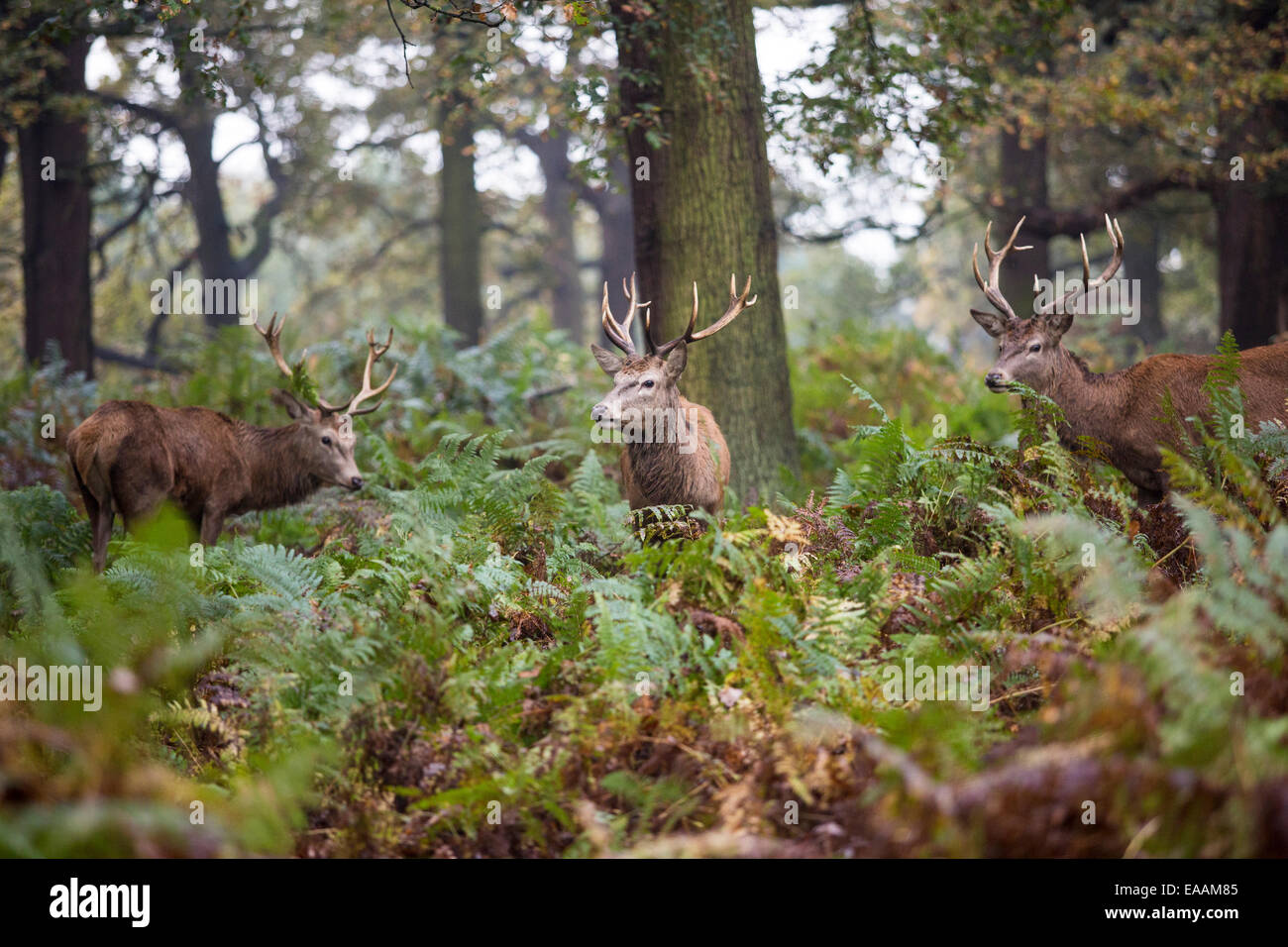 Reh im Richmond Park im Spätherbst wie das Wetter zu kalt zu drehen beginnt. Stockfoto