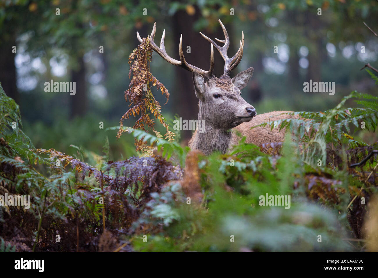 Reh im Richmond Park im Spätherbst wie das Wetter zu kalt zu drehen beginnt. Stockfoto
