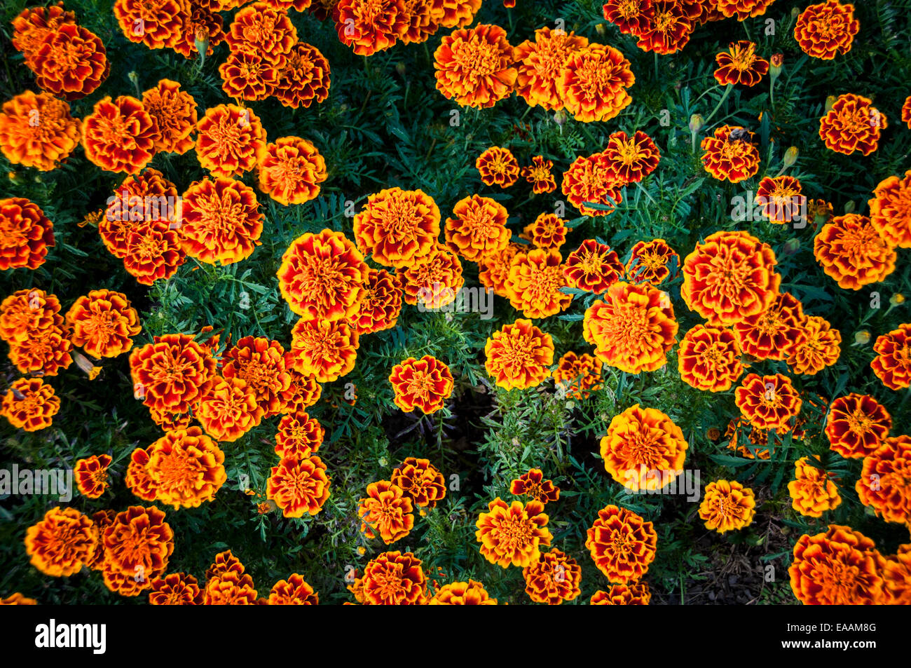 Draufsicht auf ein Beet von Ringelblumen macht eine abstrakteste Design... Stockfoto