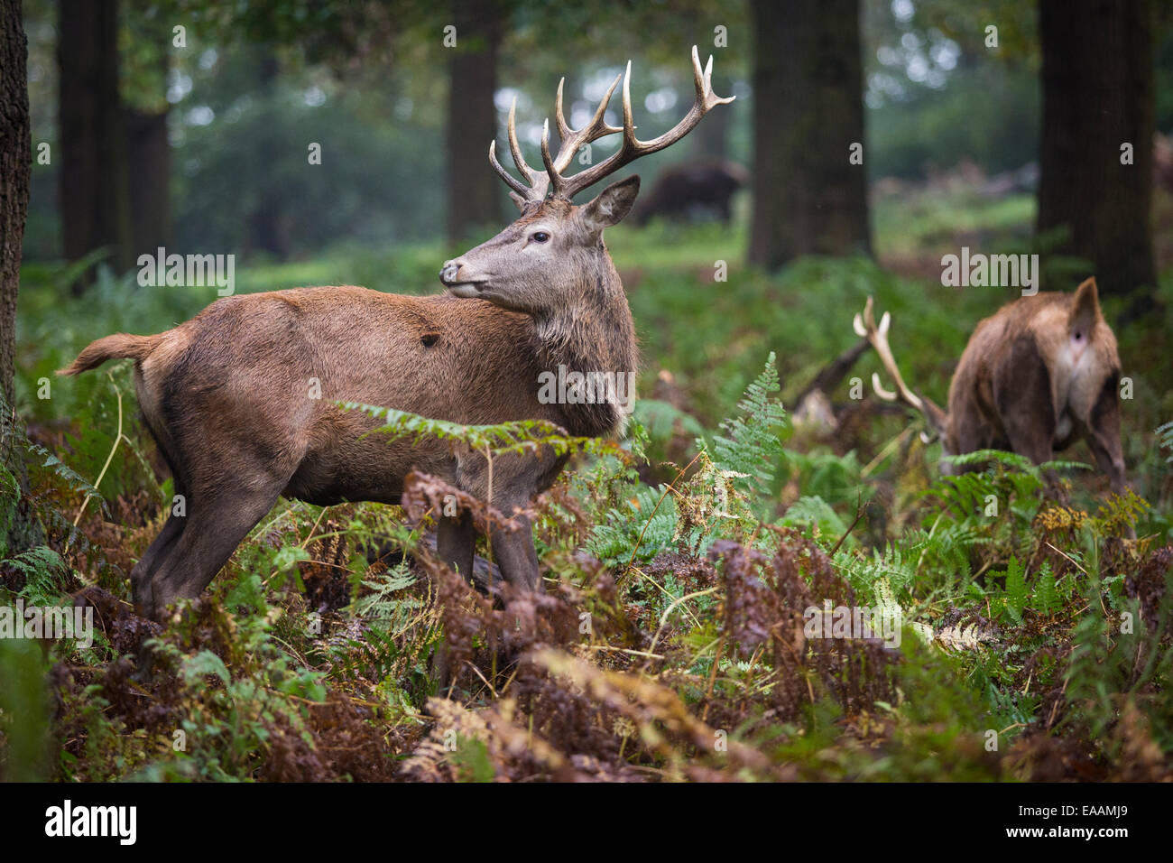 Reh im Richmond Park im Spätherbst wie das Wetter zu kalt zu drehen beginnt. Stockfoto