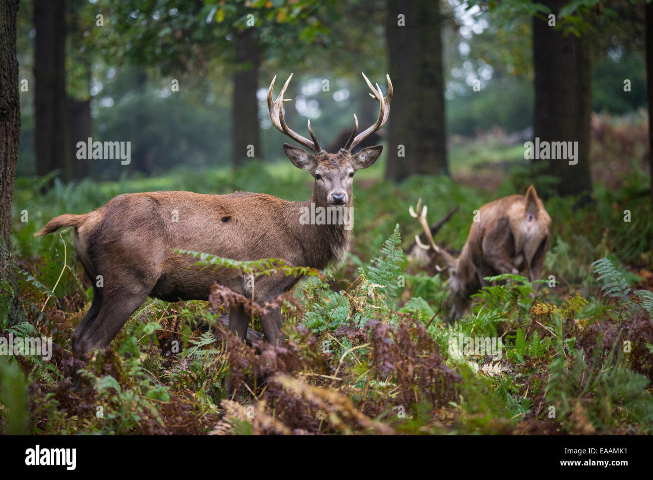 Reh im Richmond Park im Spätherbst wie das Wetter zu kalt zu drehen beginnt. Stockfoto