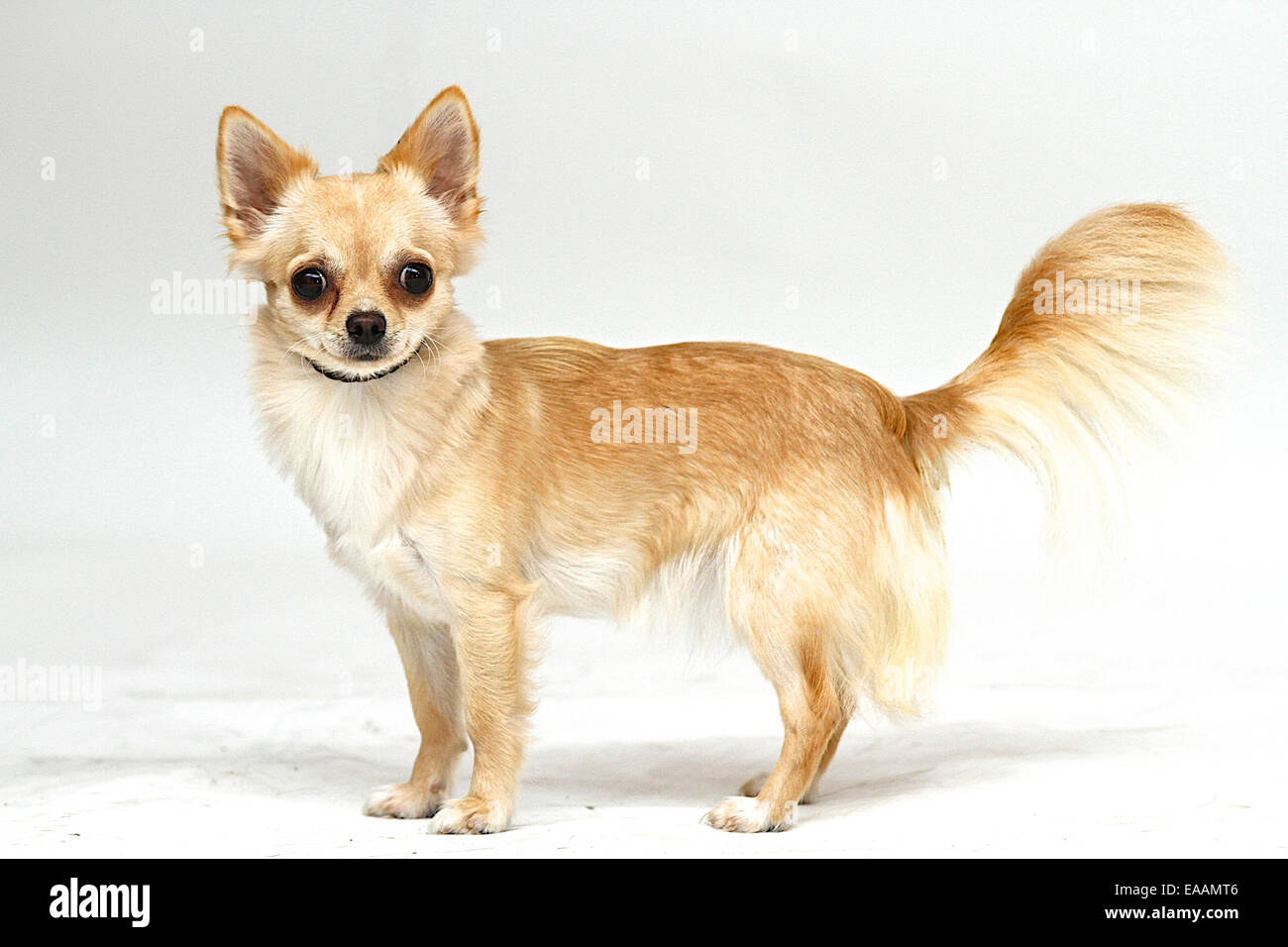Langhaarige Chihuahua auf weißem Hintergrund Stockfoto