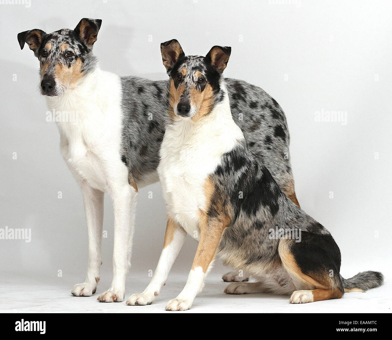 Smooth Collie Hunde auf weißem Hintergrund Stockfoto