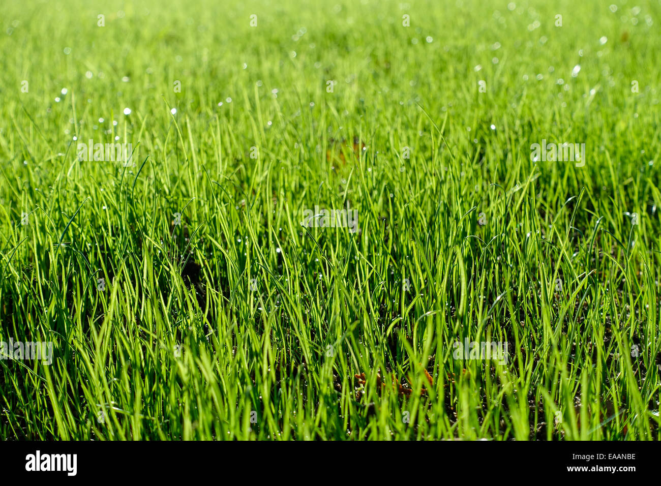 Grüne Wiese, Grashalme mit Tautropfen Stockfoto