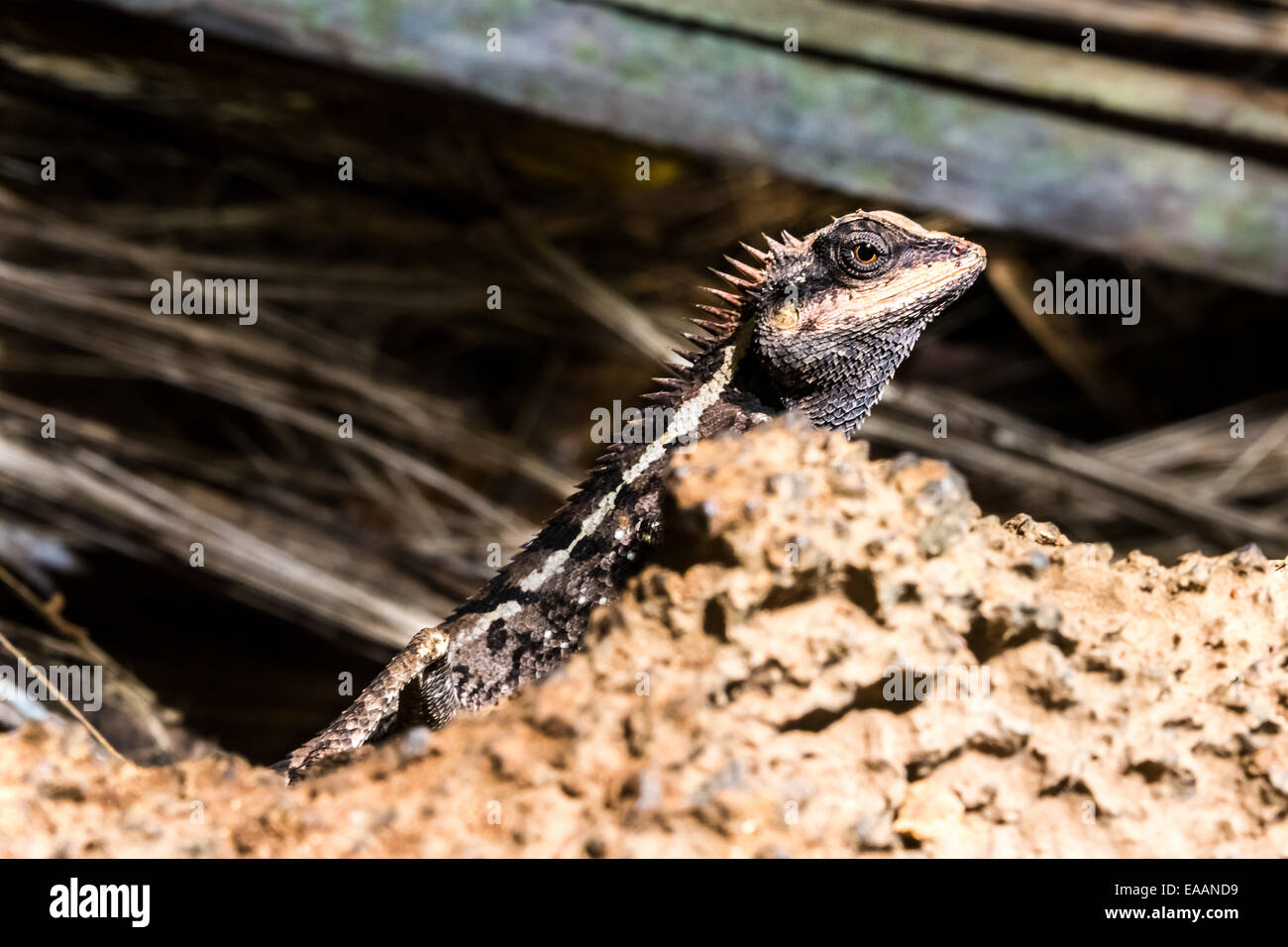 Echse, Reptil sitzt auf Felsen in Thailand Stockfoto