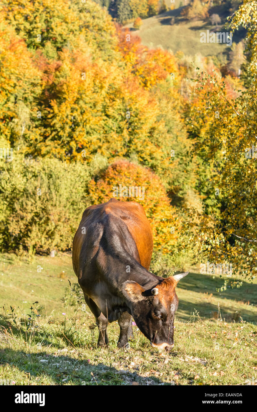 Nahaufnahme der Kuh auf der Weide in Bergregion blickte. Stockfoto