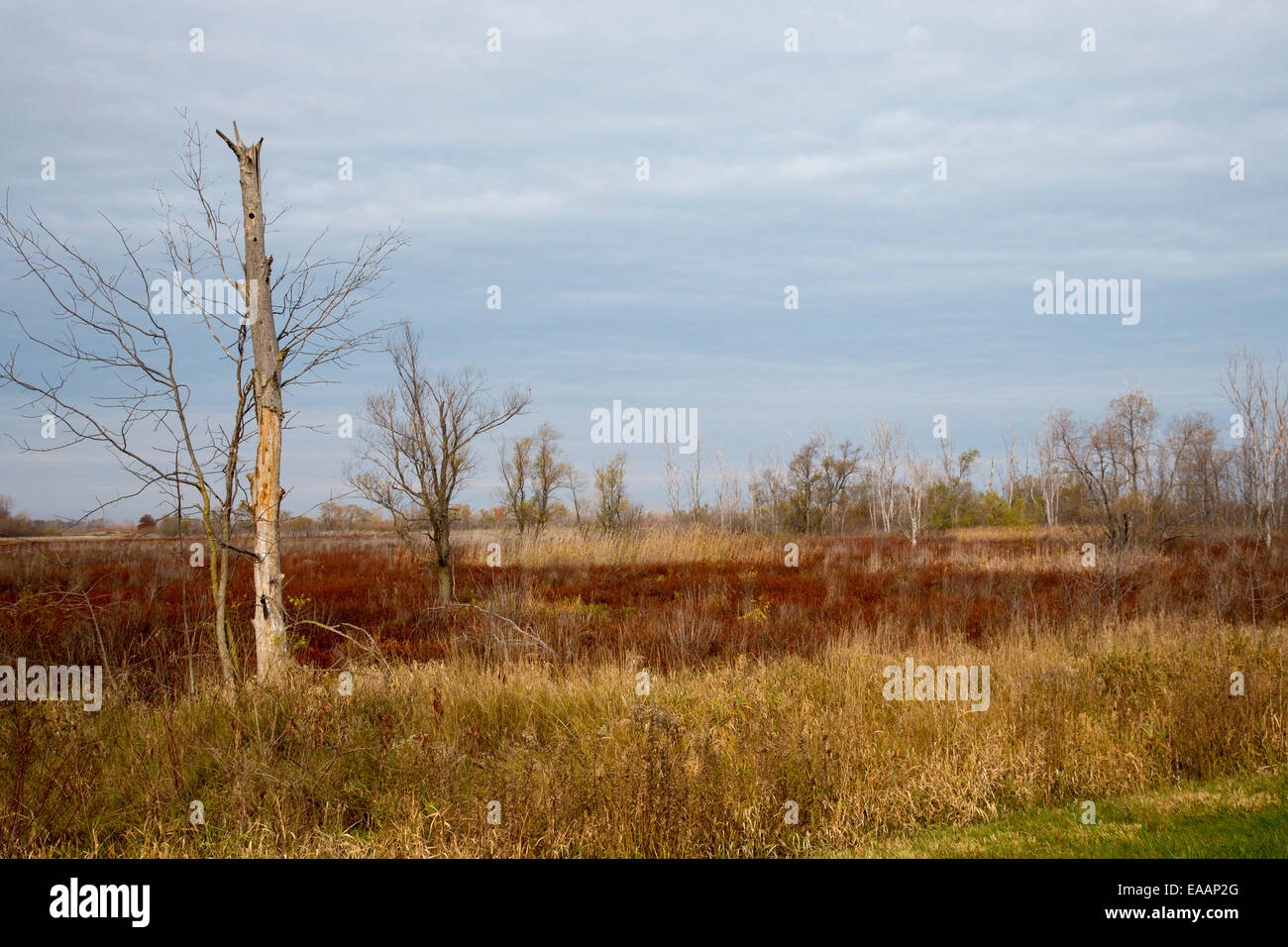 Oak Harbor, Ohio - Ottawa National Wildlife Refuge. Stockfoto