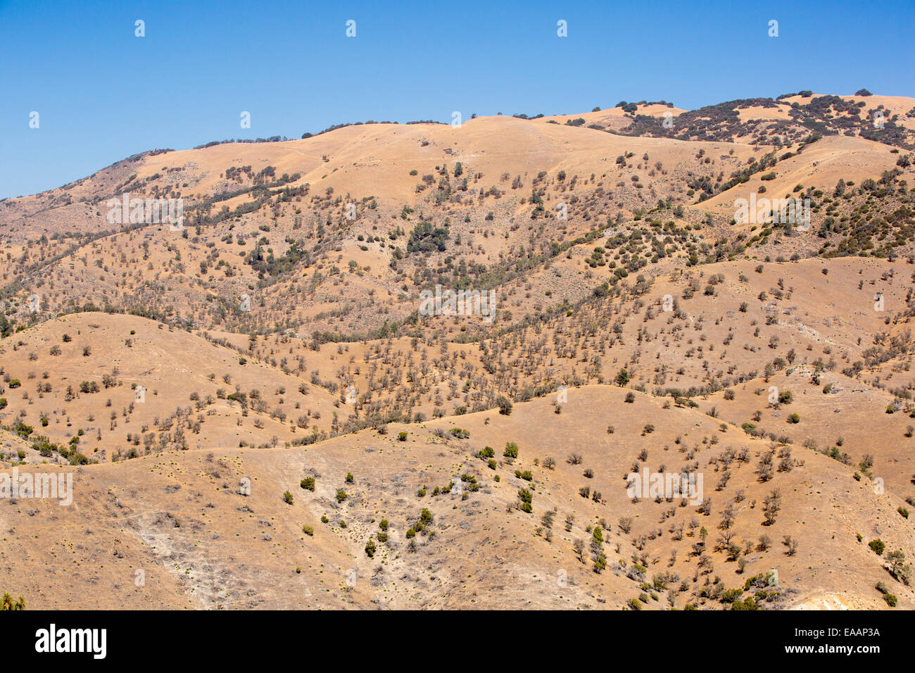 Dürre Bäume in der Nähe von Tehachapi Pass in Kalifornien vier Jahr lang Dürre, USA getötet. Stockfoto