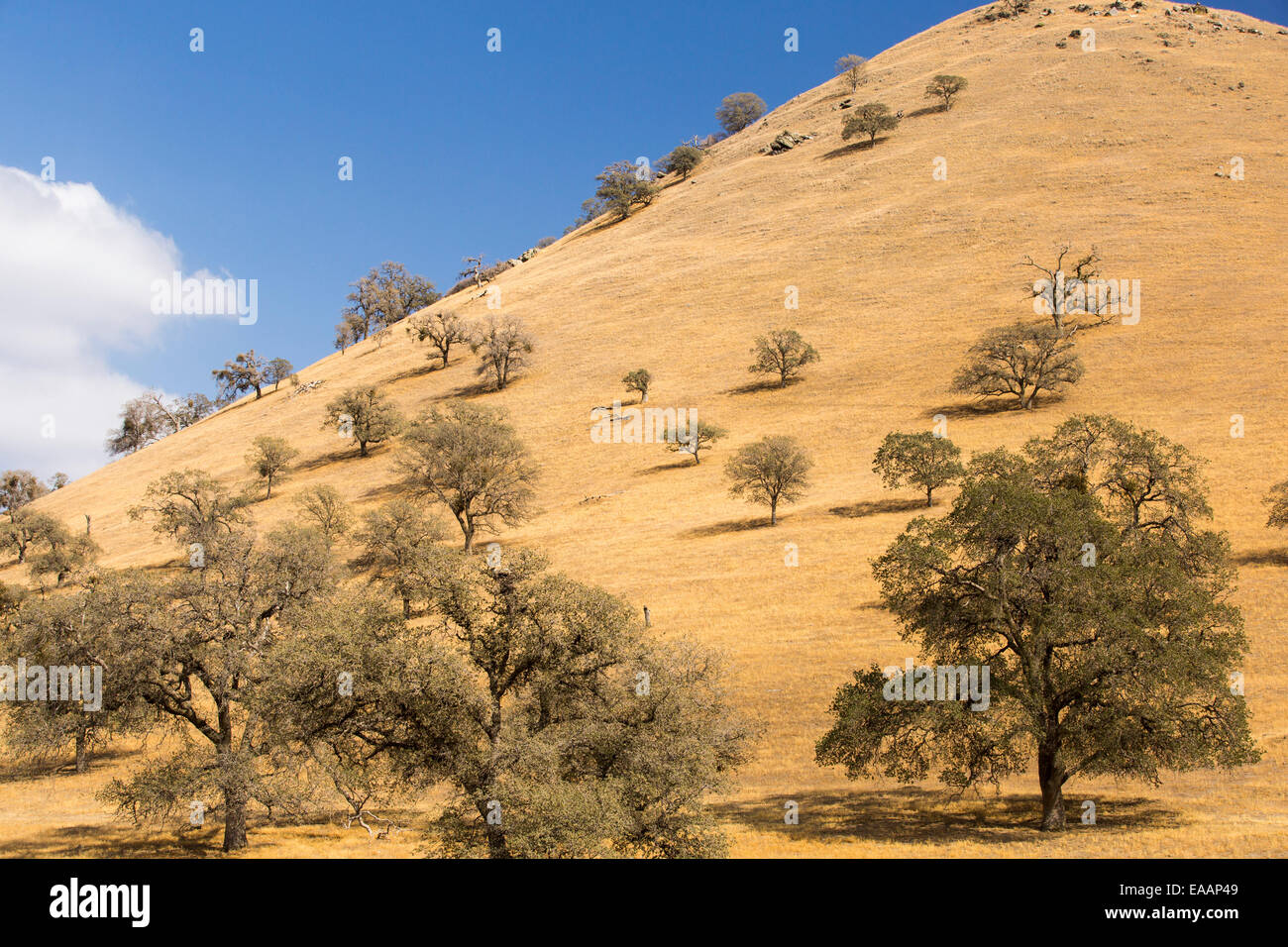 Dürre Bäume in der Nähe von Tehachapi Pass in Kalifornien vier Jahr lang Dürre, USA getötet. Stockfoto
