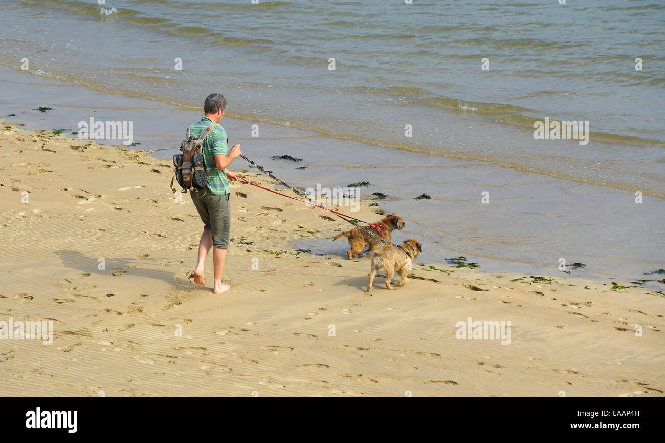Ein Mann geht seinen 2 Hunde am Strand, in der Mündung des Flusses Camel, Padstow, Cornwall, England, Vereinigtes Königreich Stockfoto