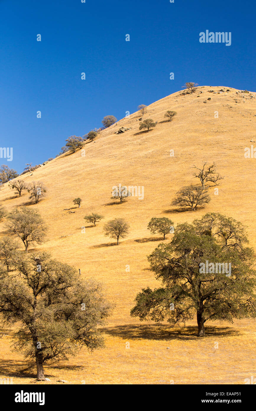 Dürre Bäume in der Nähe von Tehachapi Pass in Kalifornien vier Jahr lang Dürre, USA getötet. Stockfoto